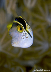 Portrait of a Mimic Filefish in Lembeh by David Henshaw 